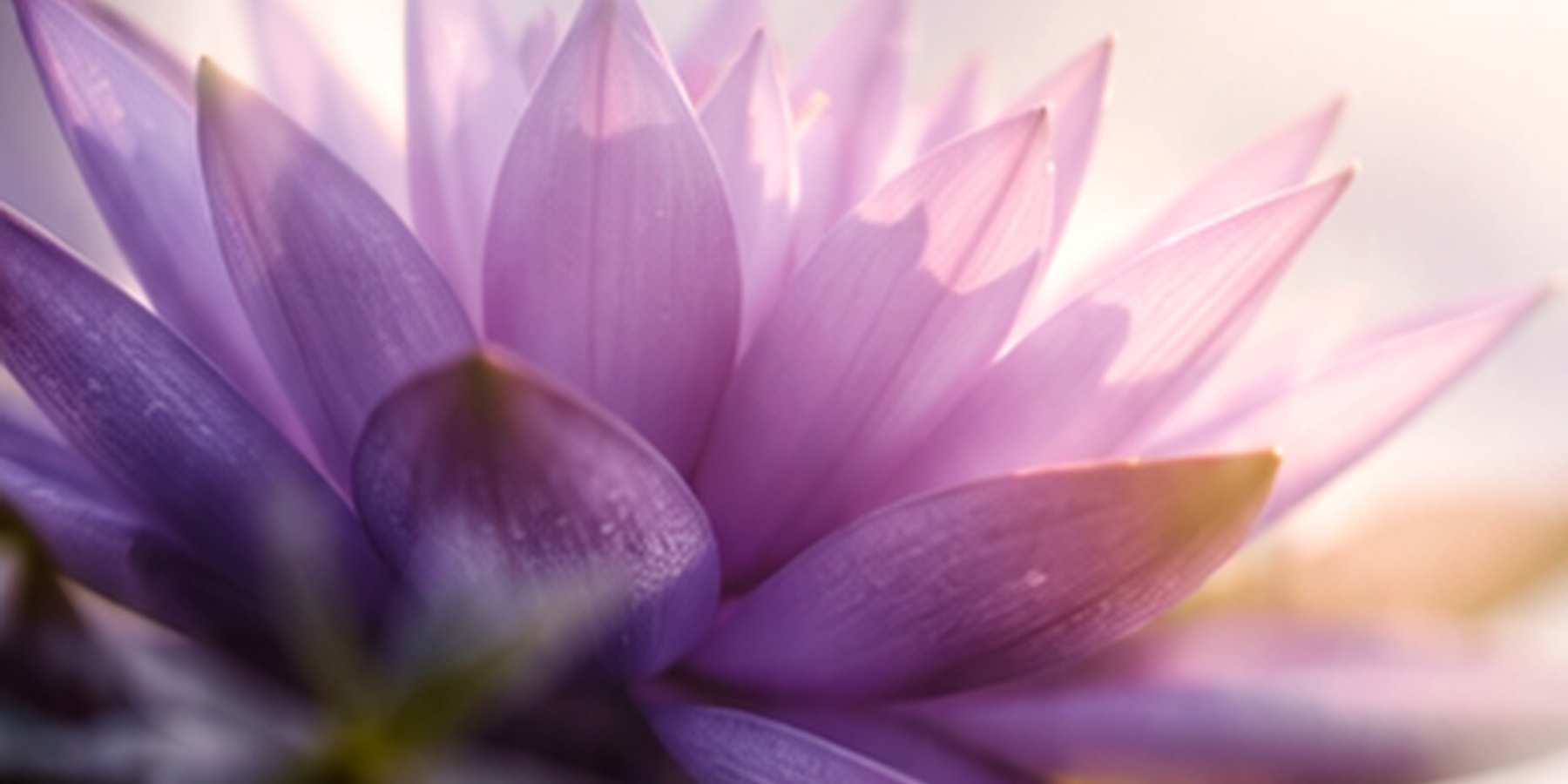 Flor violeta como símbolo de integración y transformación
